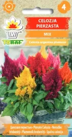 celozja-pierzasta-sliczne-male-plomienie