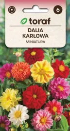 dalia-karlowa-miniatura-sliczna-do-30cm