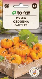 dynia-ozdobna-swettie-pie-miniatura-ogromnej-dyni-2g-toraf