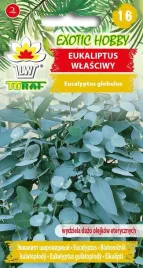eukaliptus-wlasciwy-pachnacy-10szt-nasion