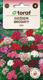 gozdzik-brodaty-mieszanka-duze-pachnace-kwiaty-1g