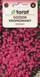 gozdzik-kropkowany-rozowy-bylina-barwne-kobierce-05g