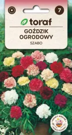 gozdzik-ogrodowy-szabo-mieszanka-kolorow-05g
