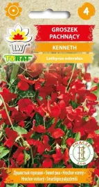 groszek-pachnacy-kenneth-pnacze-piekny-kolor-1g