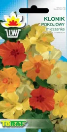 klonik-pokojowy-ladne-kwiaty-do-domu-na-taras