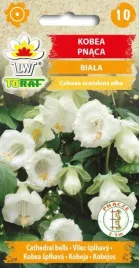 kobea-biala-pnacza-o-duzych-kielichach-6szt-nasion