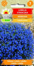 lobelia-niebieska-wdzieczna-piekna-01g