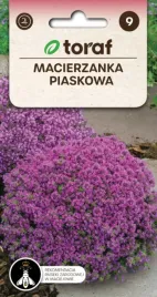 macierzanka-piaskowa-purpurowa-miododajna-01g
