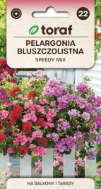 pelargonia-zwisajaca-speedy-mix-10szt