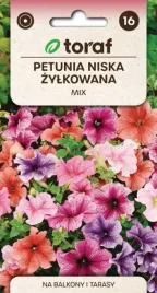 petunia-niska-zylkowana-mieszanka-niska-urokliwe-kwiaty