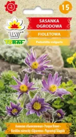 sasanka-ogrodowa-fioletowa-02g