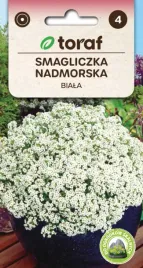 smagliczka-nadmorska-biala-drobne-super-pachnace-na-balkony