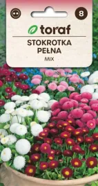 stokrotka-pelna-mieszanka-kolorow-02g