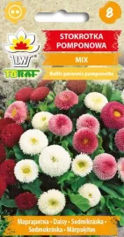 stokrotka-pomponowa-mix-kolorow-02g