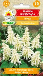 szalwia-blyszczaca-biala-ladna-na-obwodki-rabaty