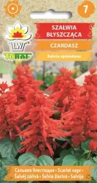 szalwia-blyszczaca-czardasz-pieknie-czerwona-03g