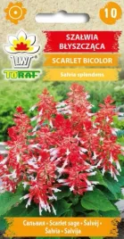 szalwia-blyszczaca-scarlet-bicolor