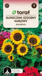 slonecznik-ozdobny-bambino-mocno-karlowy-2g