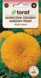 slonecznik-teddy-bear-ladne-pelne-karlowe-kwiaty