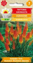 trytoma-groniasta-fantastyczne-kwiatostany-05g