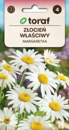 zlocien-wlasciwy-bialy-margaretka-wdzieczny-1g