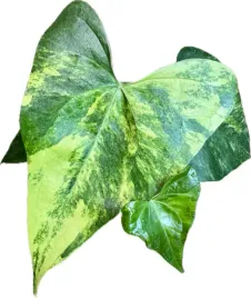 anthurium-pterodactyl-variegata-preorder