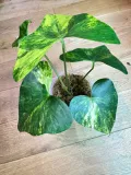 anthurium-pterodactyl-variegata-preorder-rodzaj-rosliny-rosliny-kwitnace