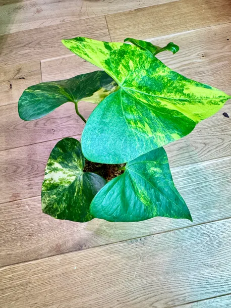 anthurium-pterodactyl-variegata-preorder-roslina-w-postaci-sadzonka-w-pojemniku-do-05l