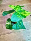 anthurium-pterodactyl-variegata-preorder-roslina-w-postaci-sadzonka-w-pojemniku-do-05l