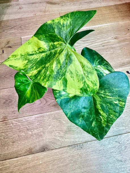 anthurium-pterodactyl-variegata-preorder-stan-nowy