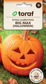 dynia-big-max-do-20kg-pomaranczowa