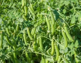 groch-siewny-pastewny-peluszka-poplon-1kg-agronas