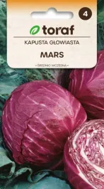 kapusta-czerwona-mars-maly-klab-nie-peka