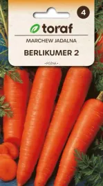 marchew-berlikumer-perfekcja-smaczna-pozna-odmiana