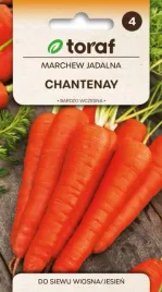 marchew-chantenay-wczesna-smaczna-duzo-karotenu