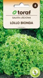 salata-lisciowa-lollo-bionda-jasno-ziel-smaczna-1g