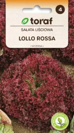 salata-lisciowa-lollo-rosa-do-dekoracji-i-salat
