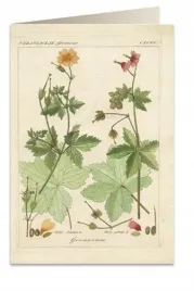 karnet-b6-koperta-6057-pelargonia-pachnaca