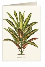 karnet-b6-koperta-6063-dracena-croton