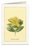 karnet-b6-koperta-6018-roza-sharon