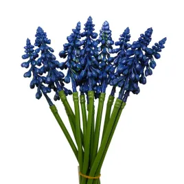 szafirki-wiazka-12-szt