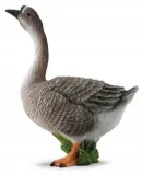 ges-m-collecta