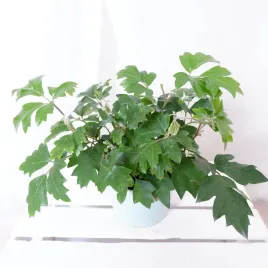 cisus-rombolistny-ellen-danica-cissus-don-13cm
