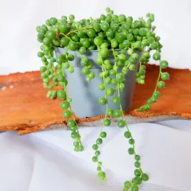 senecio-rowleyanus-starzec-rowleya-don-11cm
