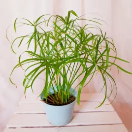 papirus-cibora-cyperus-alternifolius-don-12cm