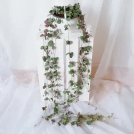 ceropegia-wooda-woodii-serduszka-don-wiszaca-15cm