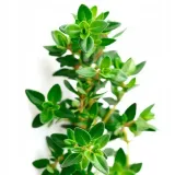 olejek-tymiankowy-15ml-stan-nowy