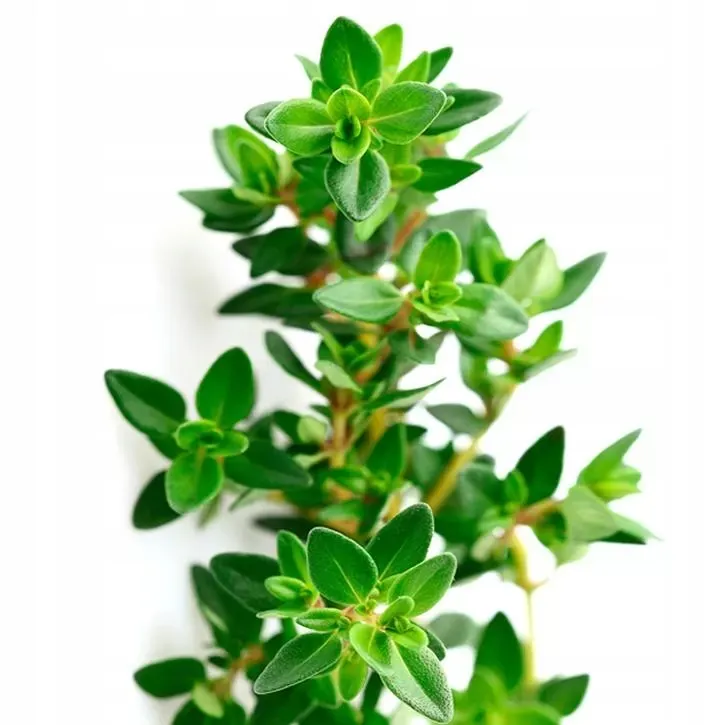 olejek-tymiankowy-15ml-stan-nowy