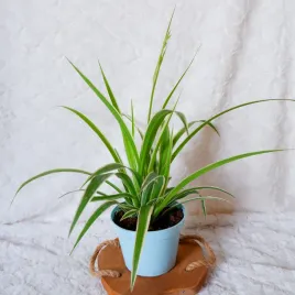 zielistka-sternberga-duza-don-13cm