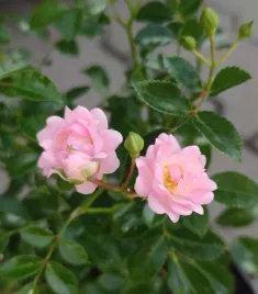 roza-okrywowa-the-fairy-p12